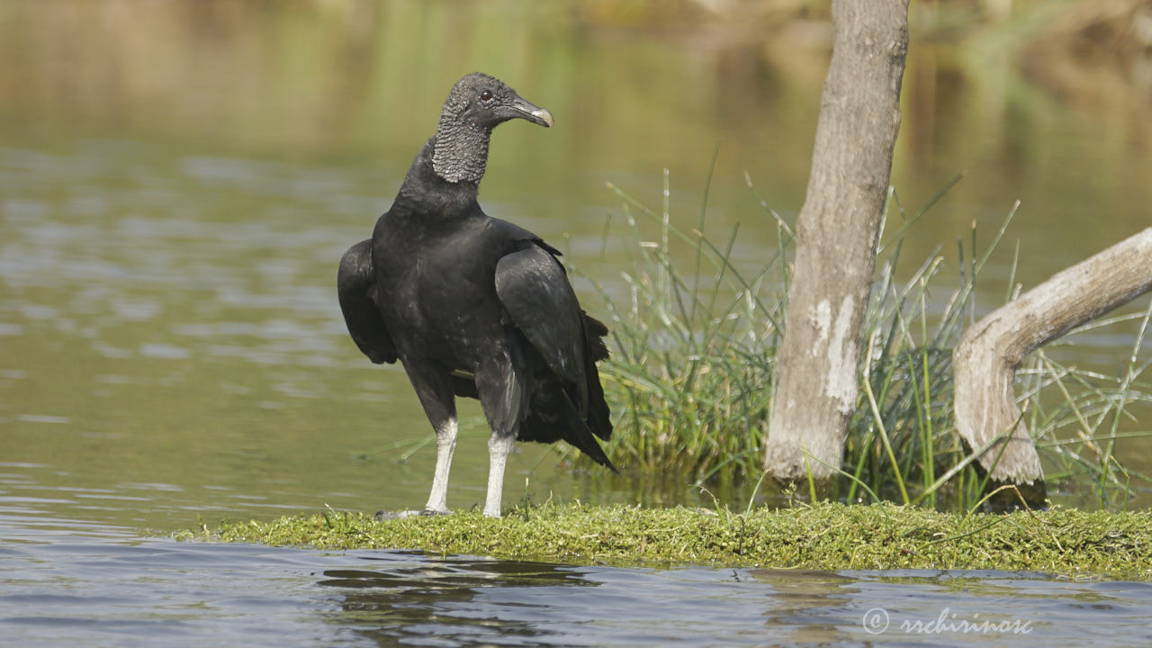 American black vulture