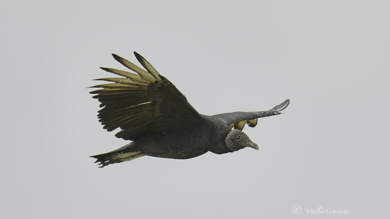 American black vulture