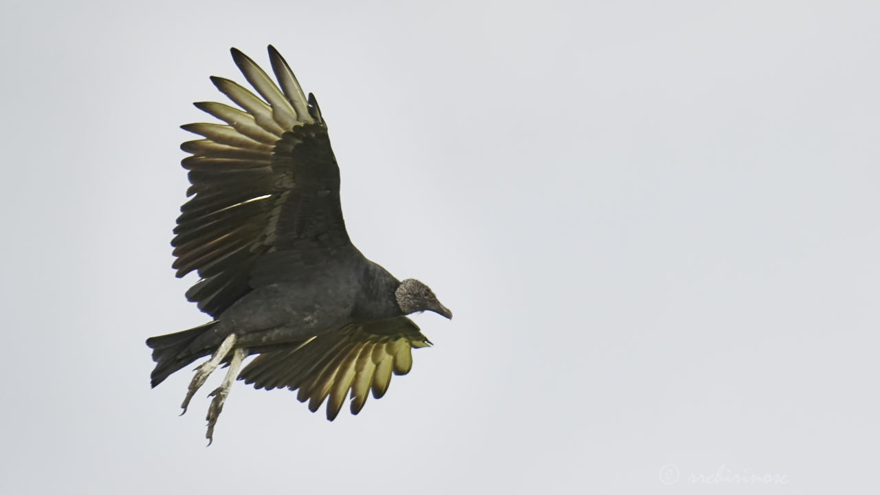 American black vulture