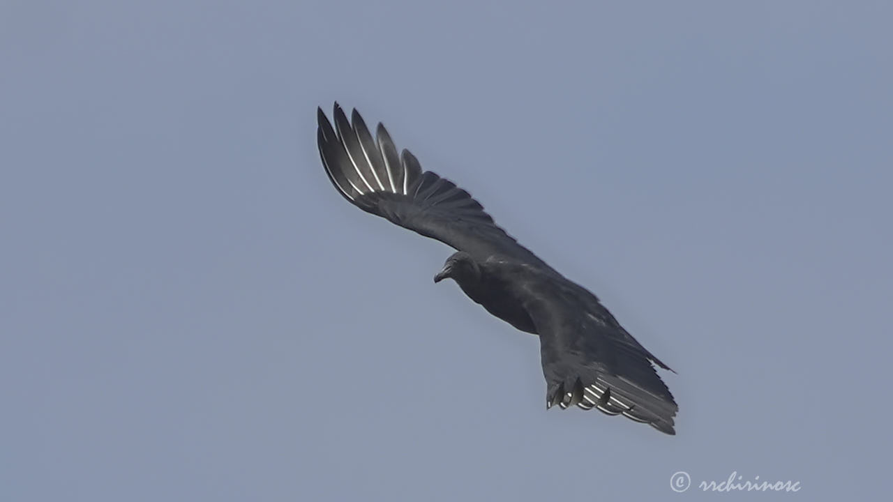 American black vulture