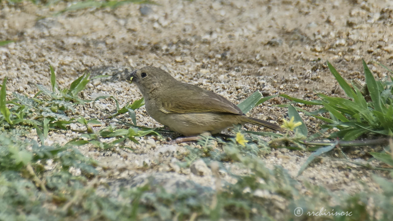 Black-faced grassquit