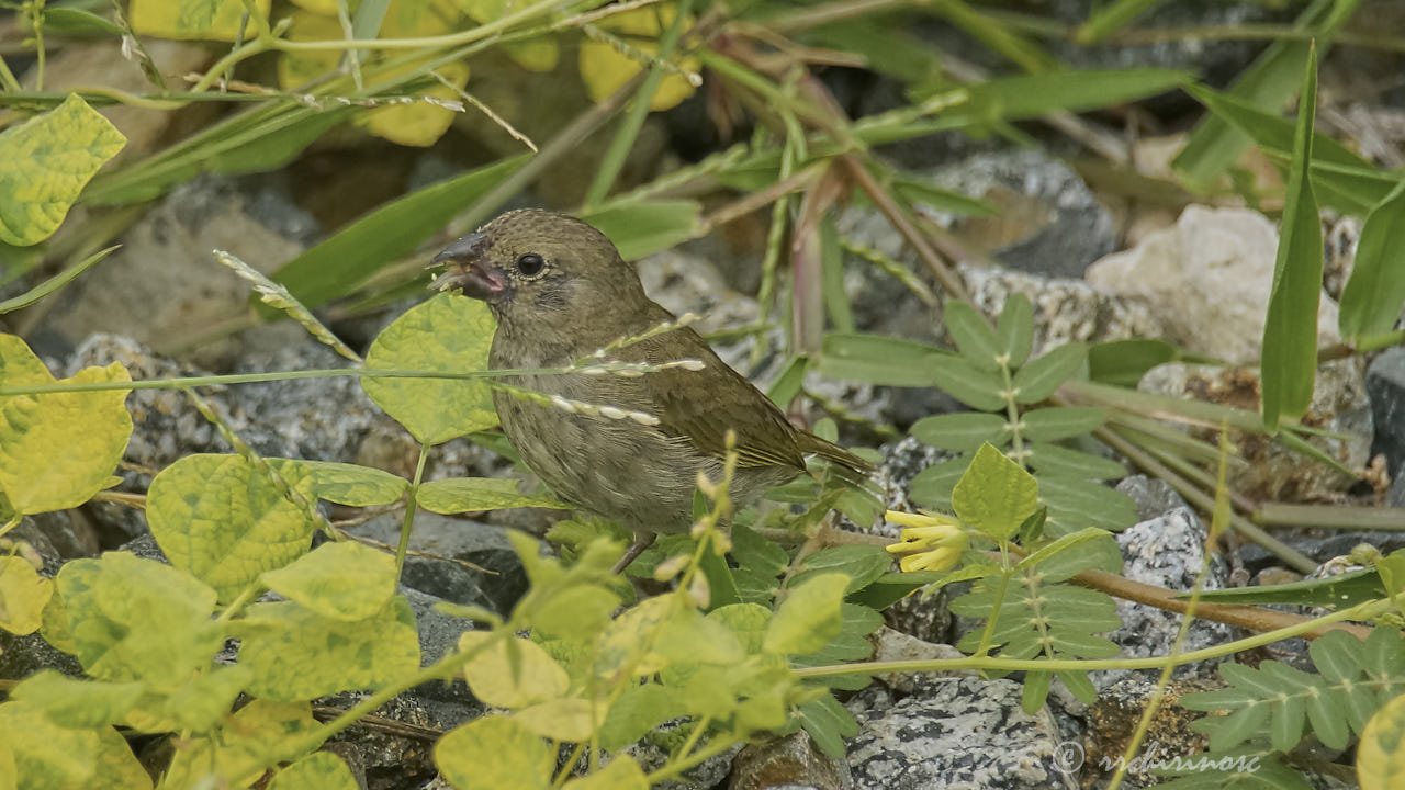 Black-faced grassquit