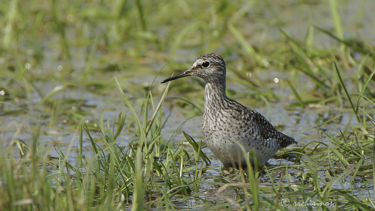 Wood sandpiper