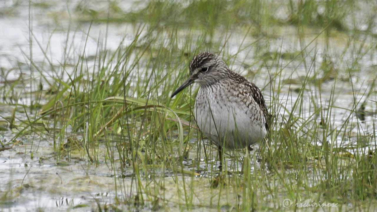 Wood sandpiper