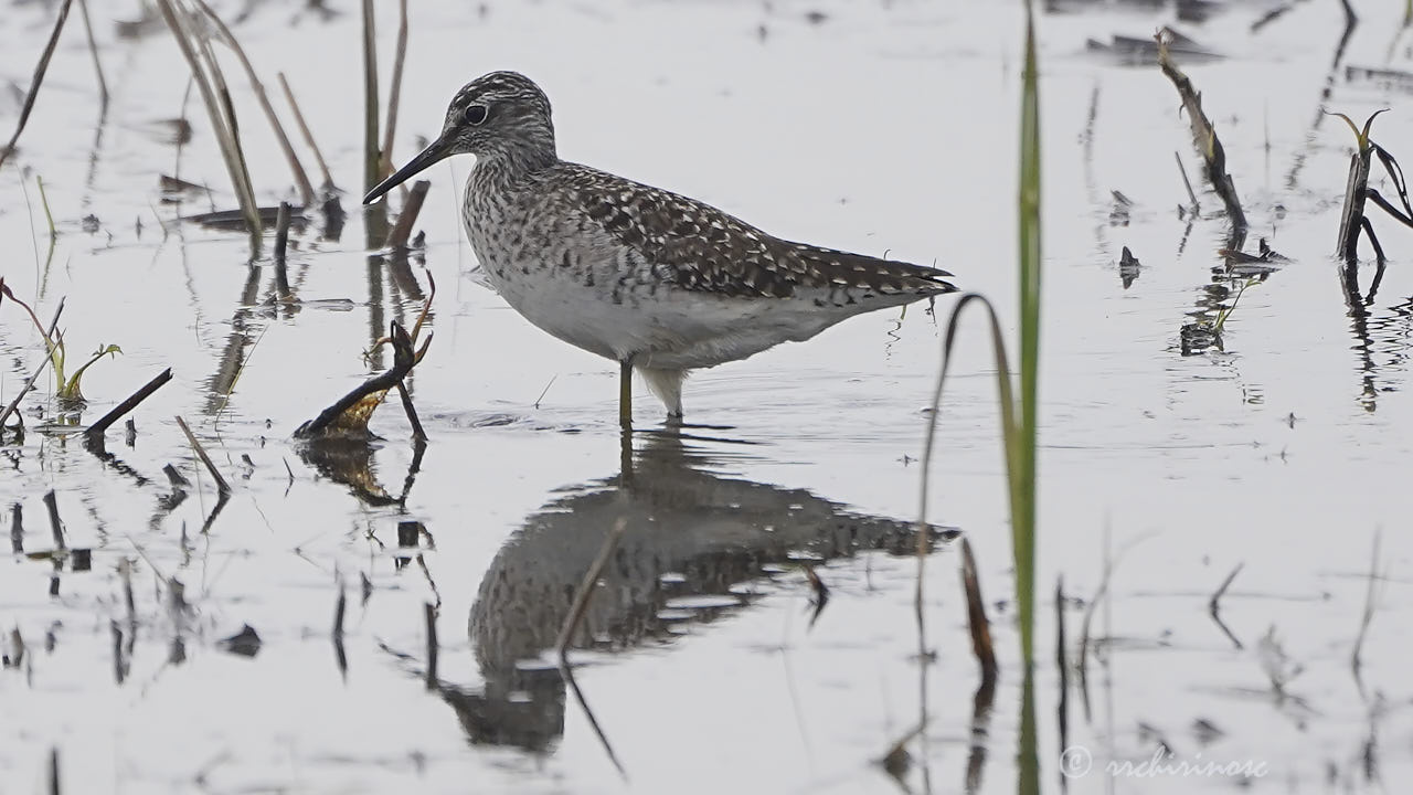 Wood sandpiper