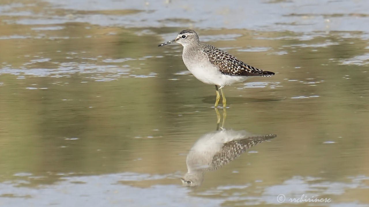 Wood sandpiper