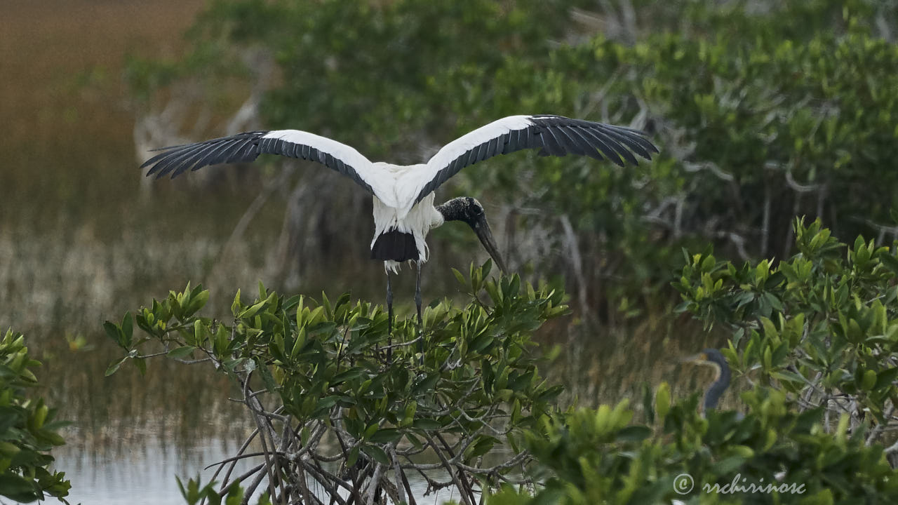 Wood stork