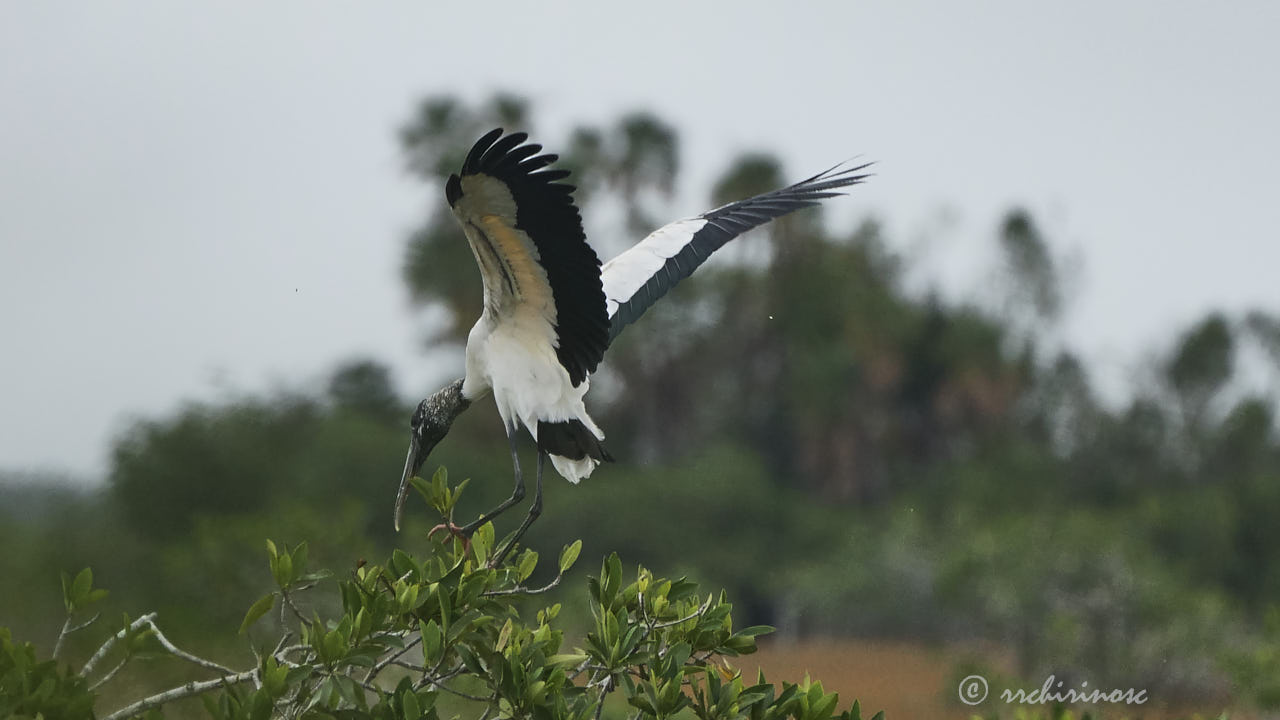 Wood stork