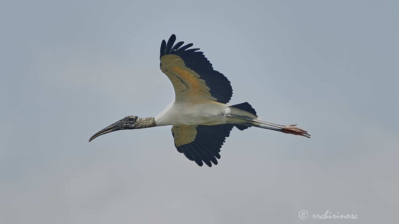 Wood stork