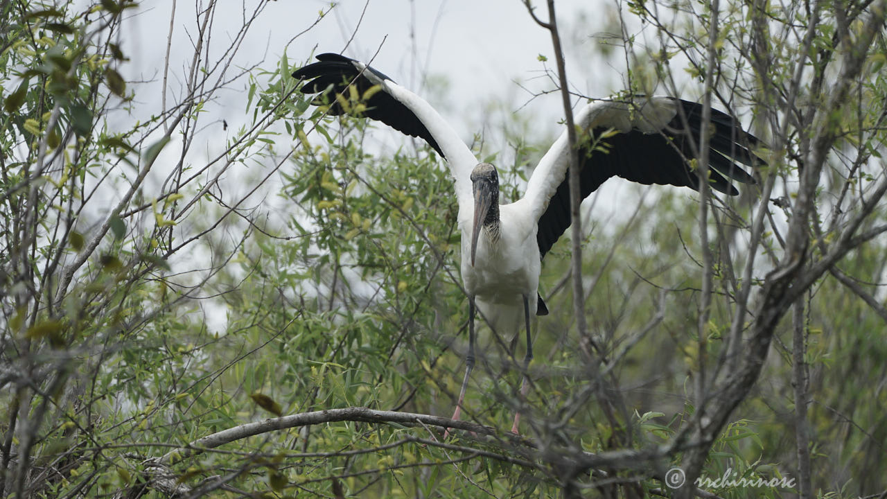 Wood stork