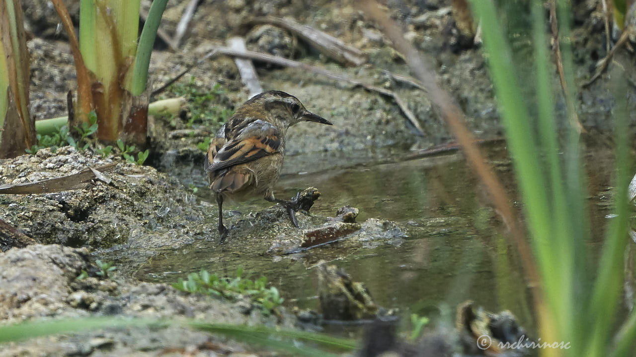 Wren-like rushbird