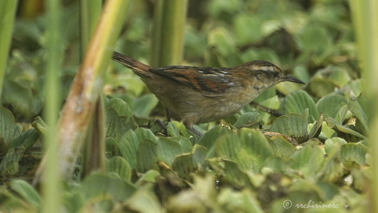 Wren-like rushbird