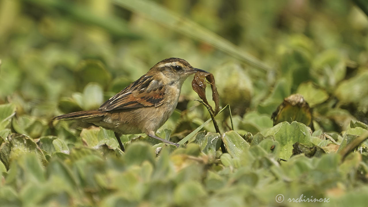 Wren-like rushbird