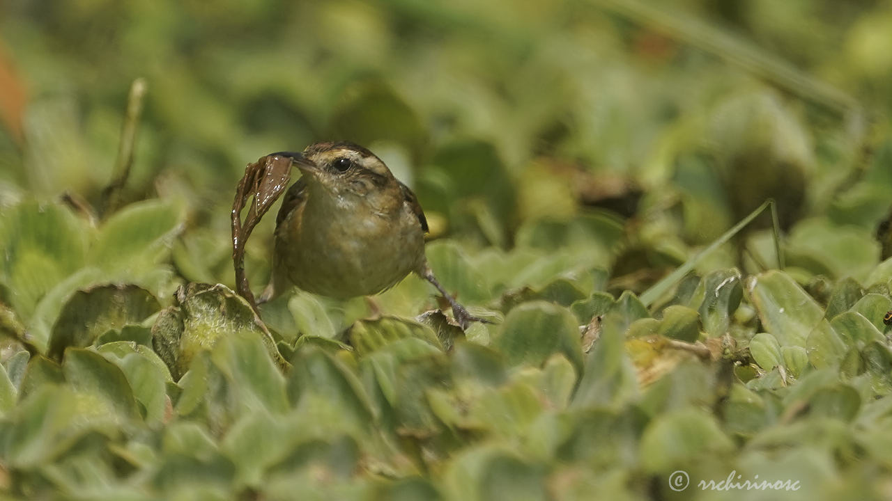 Wren-like rushbird