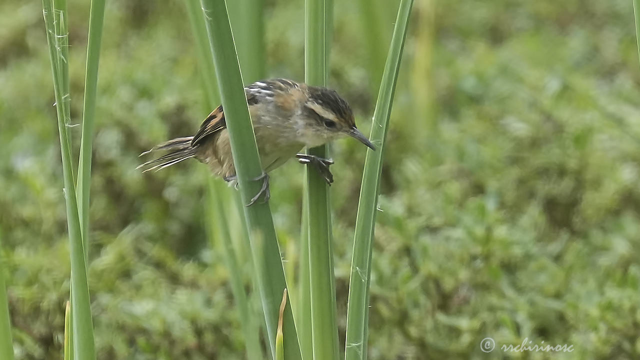 Wren-like rushbird