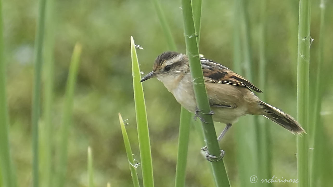 Wren-like rushbird