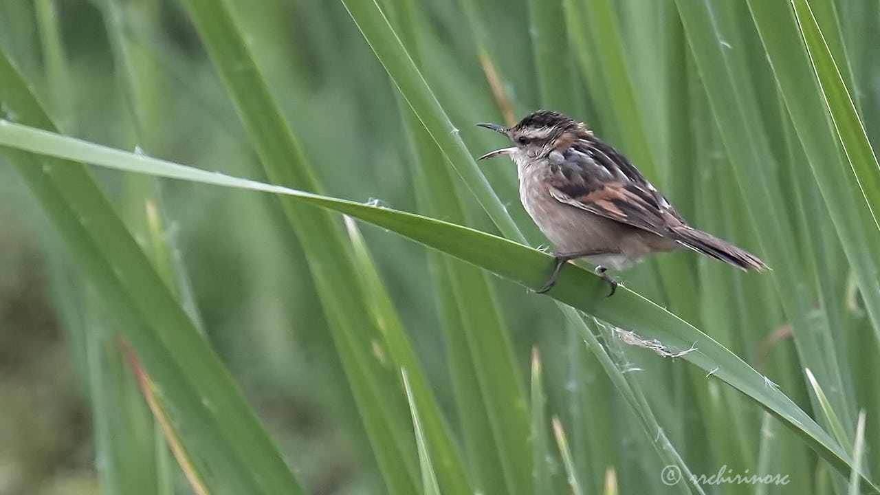 Wren-like rushbird