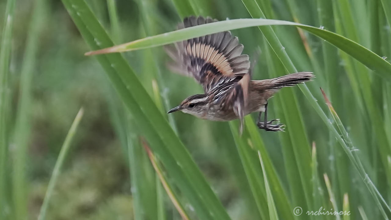 Wren-like rushbird