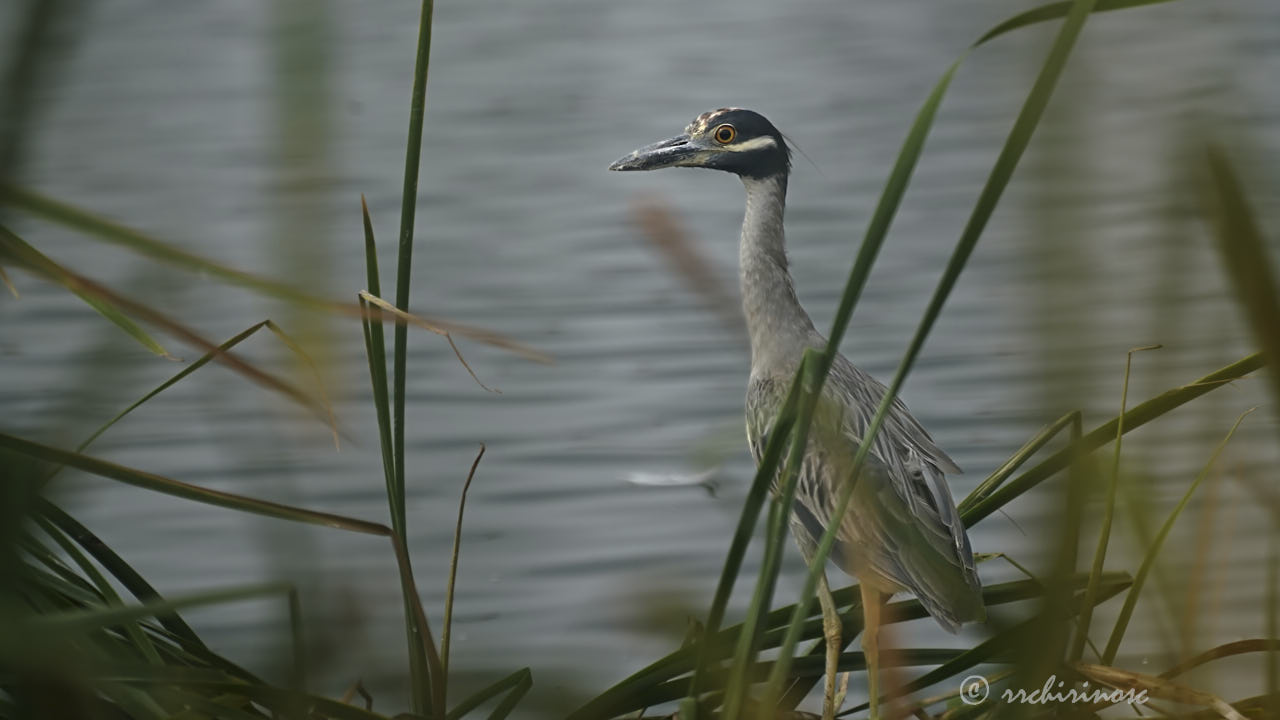 Yellow-crowned night heron