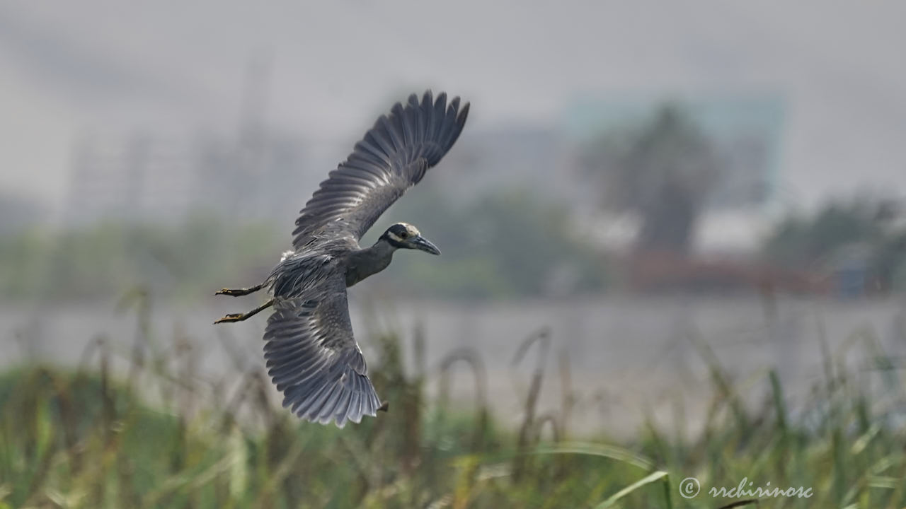 Yellow-crowned night heron