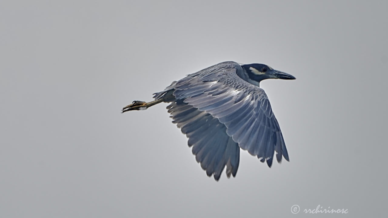 Yellow-crowned night heron