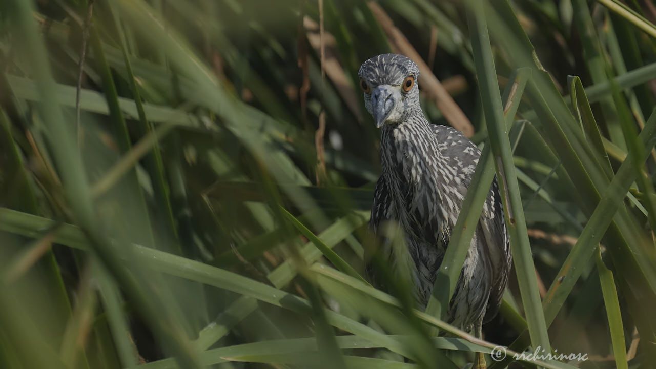 Yellow-crowned night heron