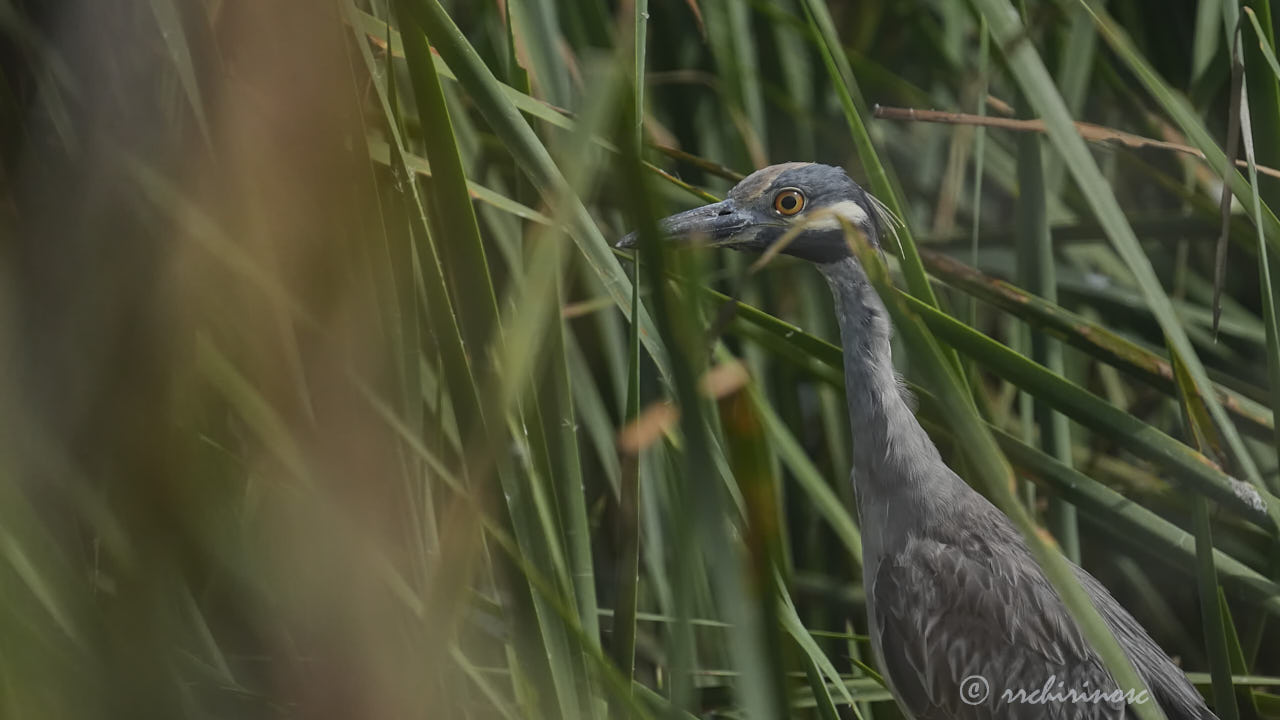 Yellow-crowned night heron