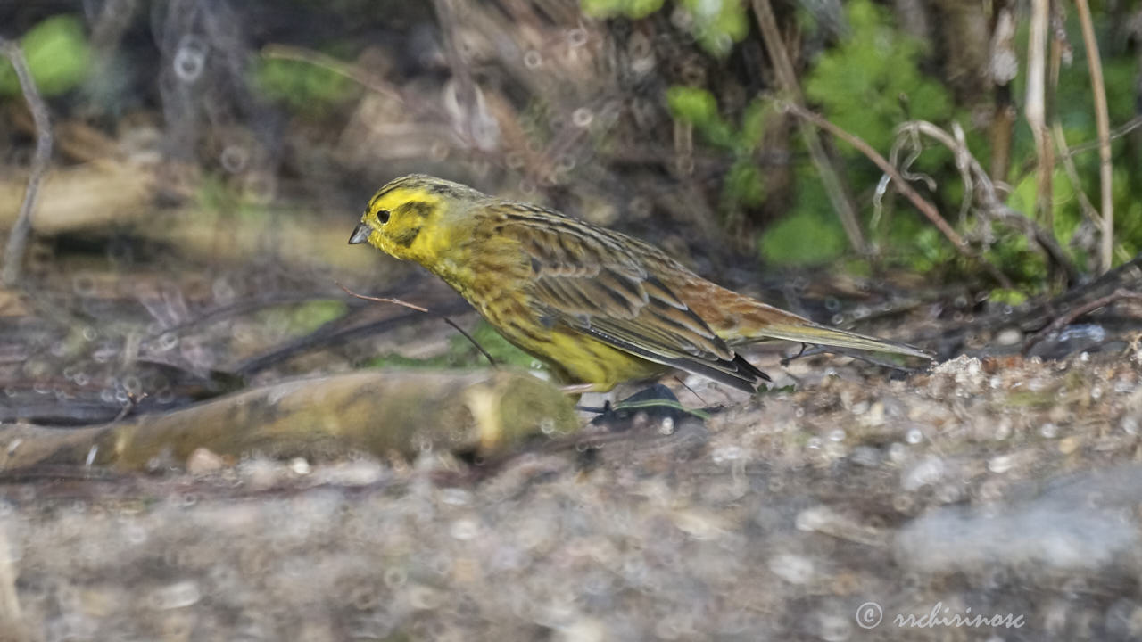 Yellowhammer