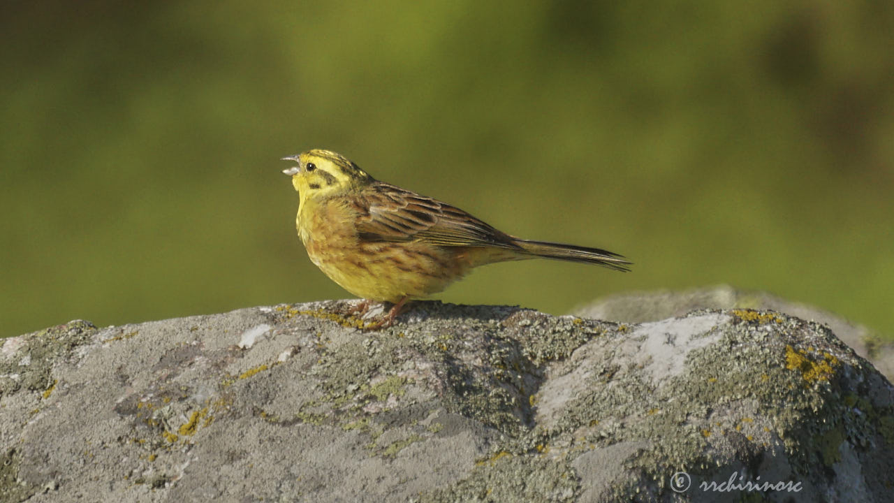 Yellowhammer