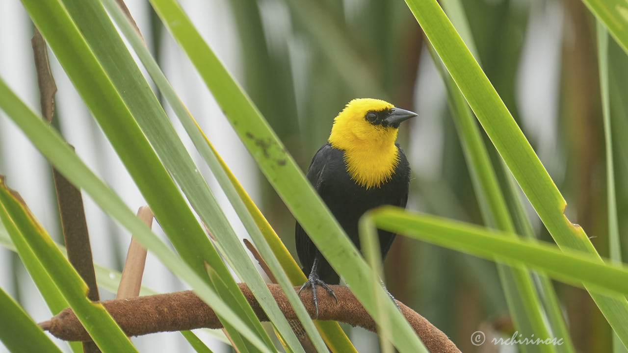 Yellow-hooded blackbird