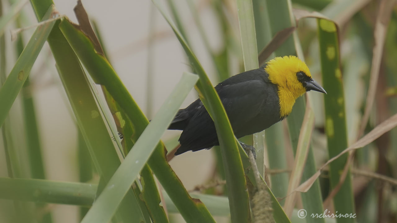 Yellow-hooded blackbird