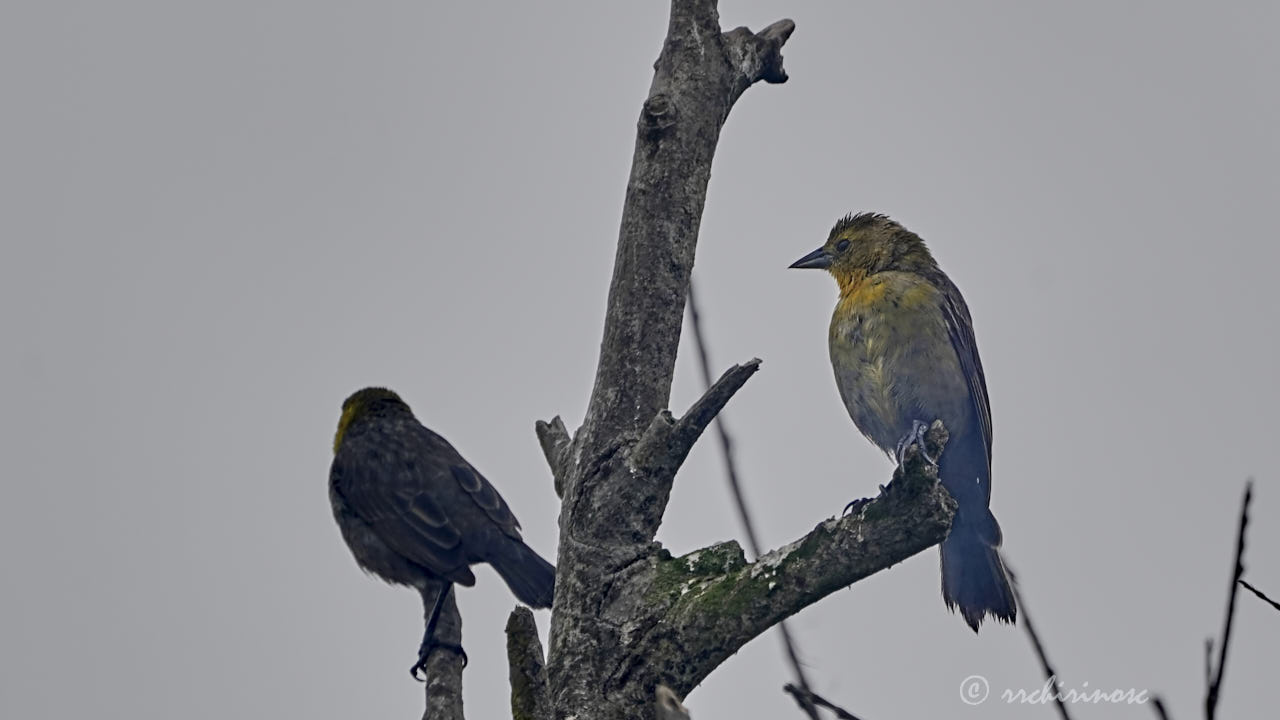 Yellow-hooded blackbird