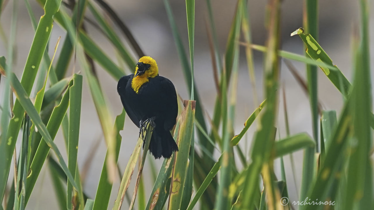 Yellow-hooded blackbird