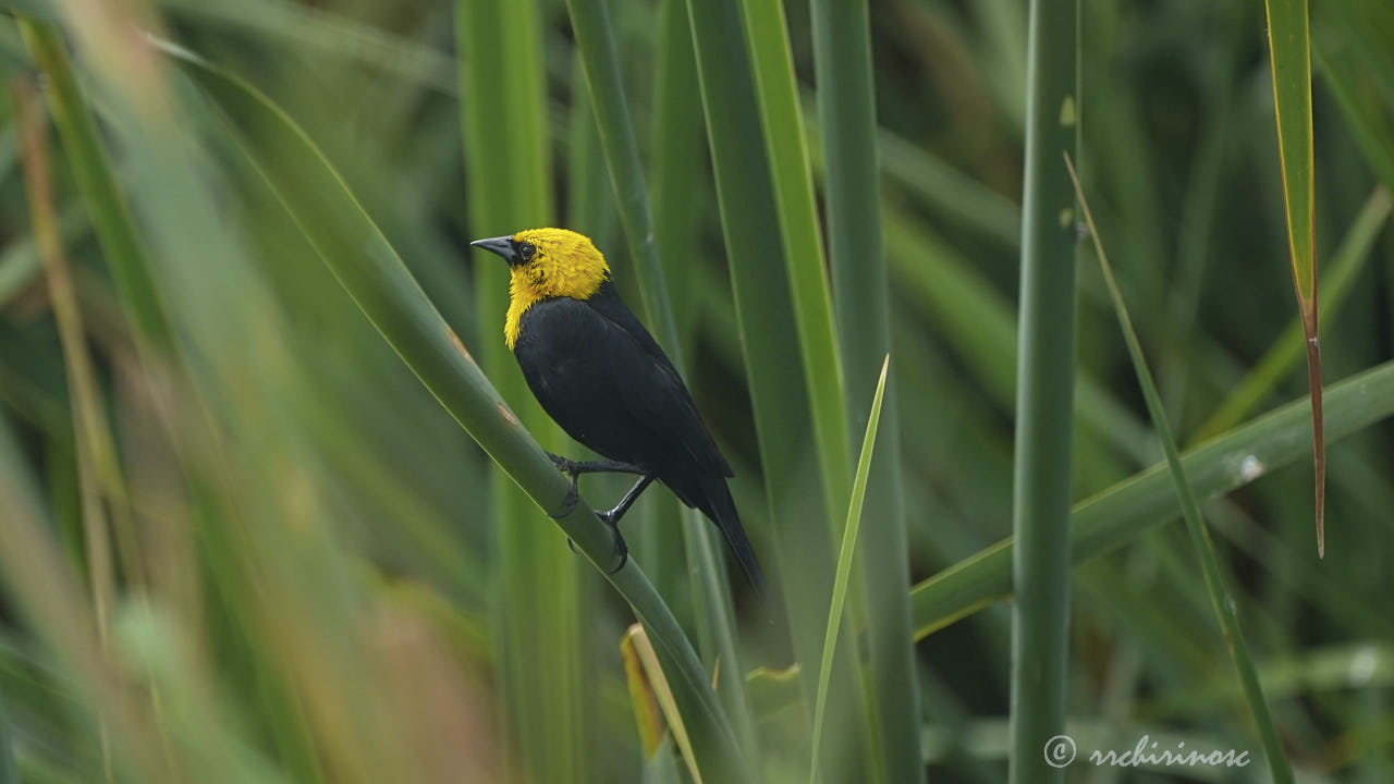 Yellow-hooded blackbird