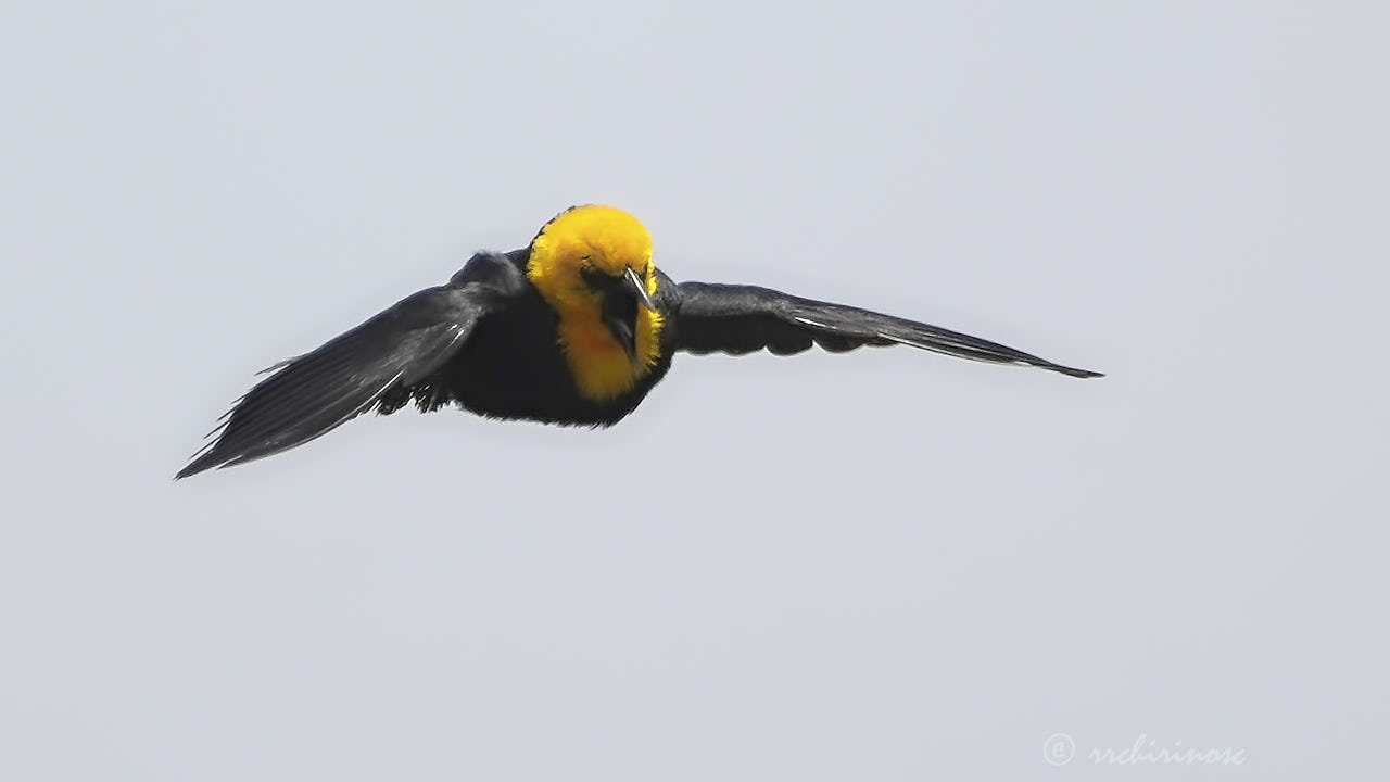 Yellow-hooded blackbird