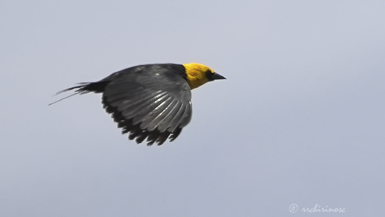 Yellow-hooded blackbird