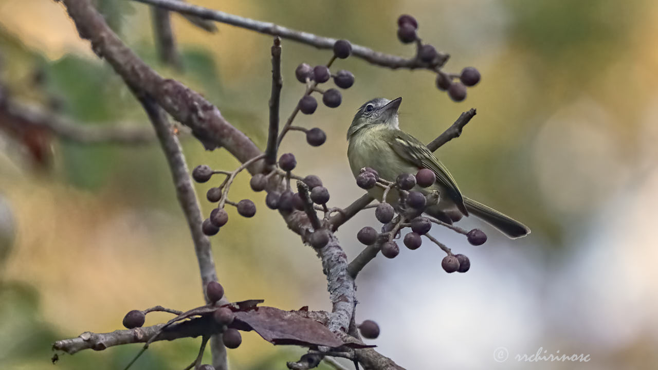 Yellow-margined flycatcher