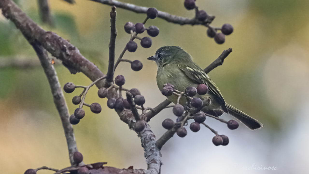 Yellow-margined flycatcher