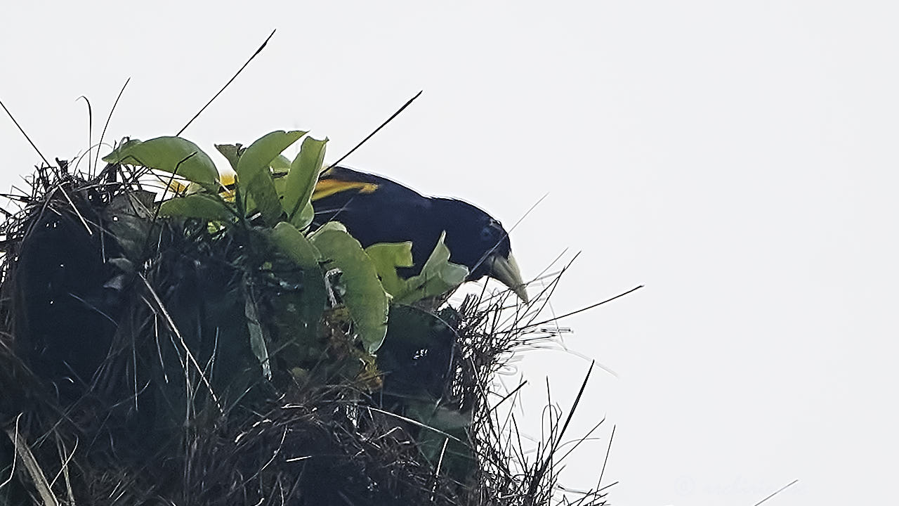 Yellow-rumped cacique