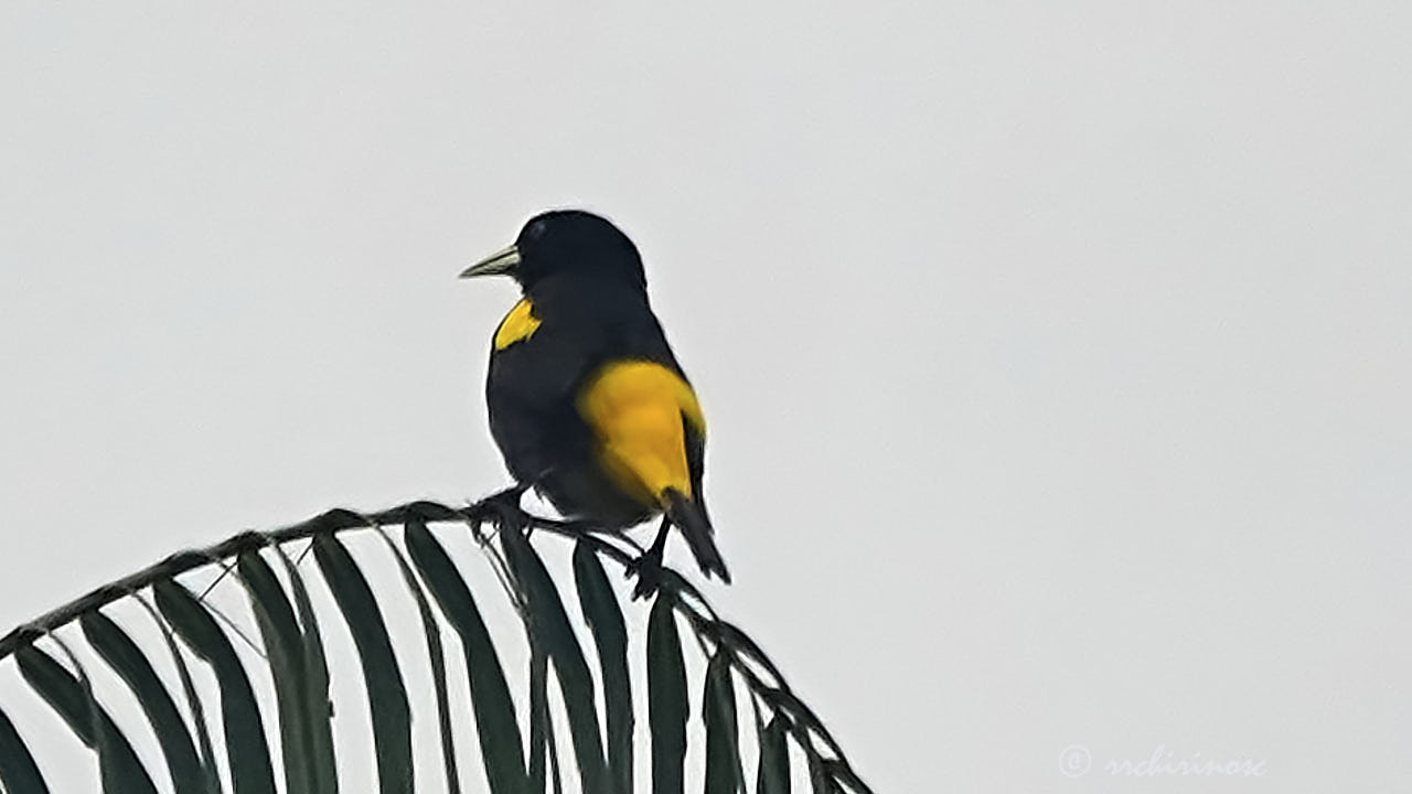 Yellow-rumped cacique