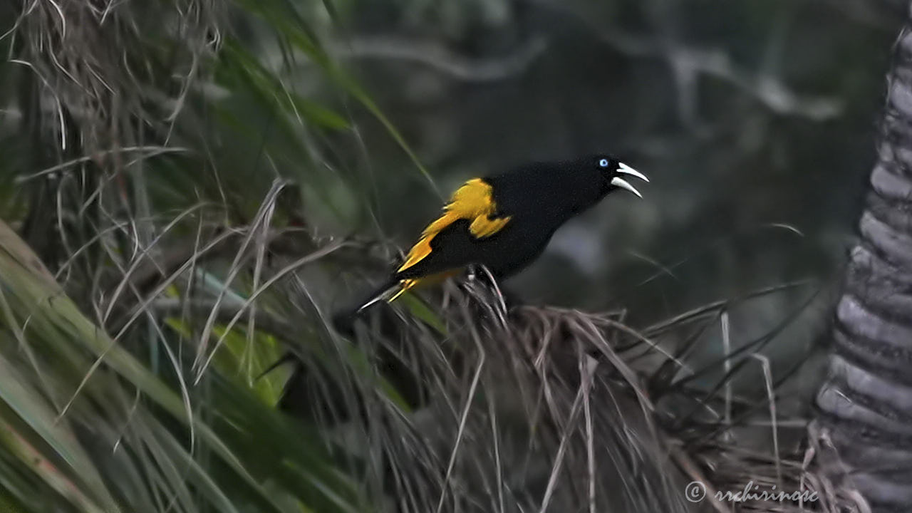 Yellow-rumped cacique