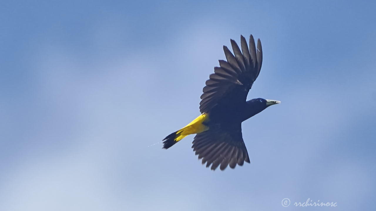 Yellow-rumped cacique