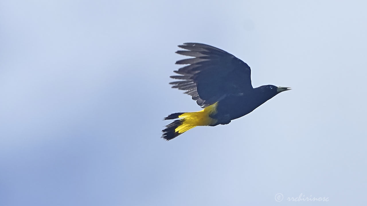 Yellow-rumped cacique