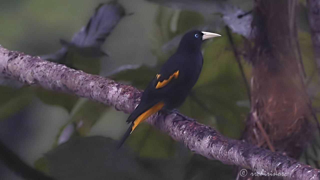 Yellow-rumped cacique