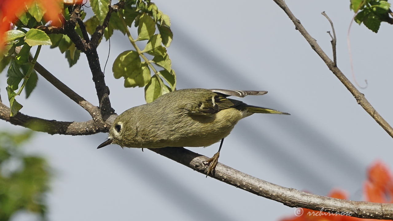 Yellow-rumped warbler