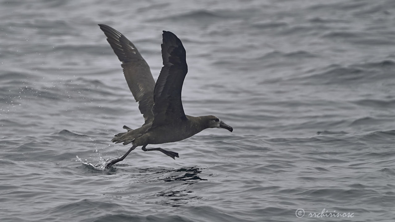 Black-footed albatross