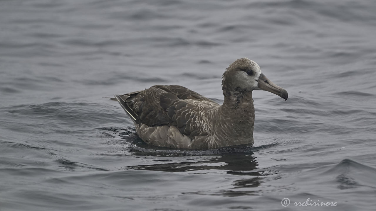 Black-footed albatross