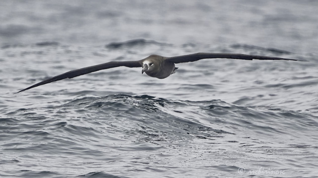 Black-footed albatross