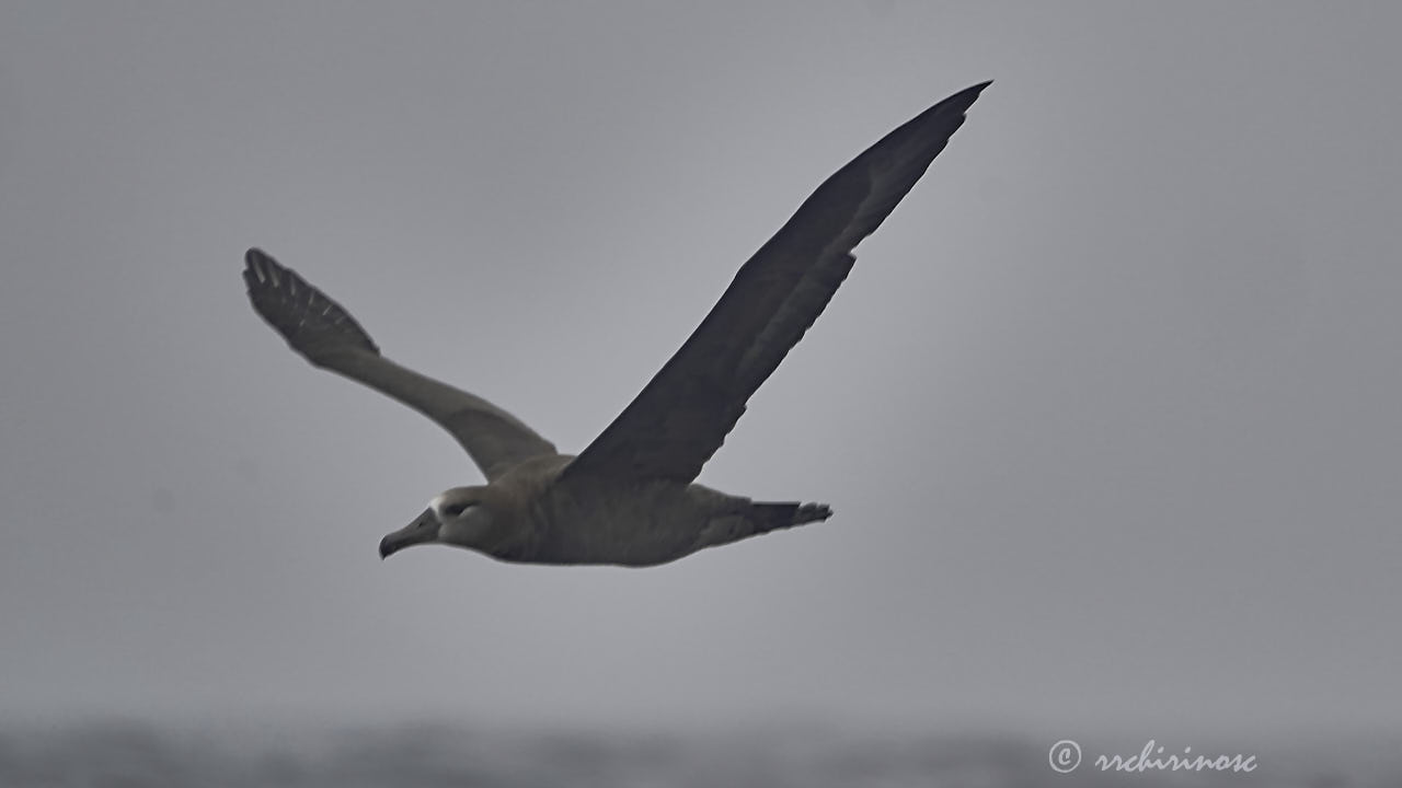 Black-footed albatross