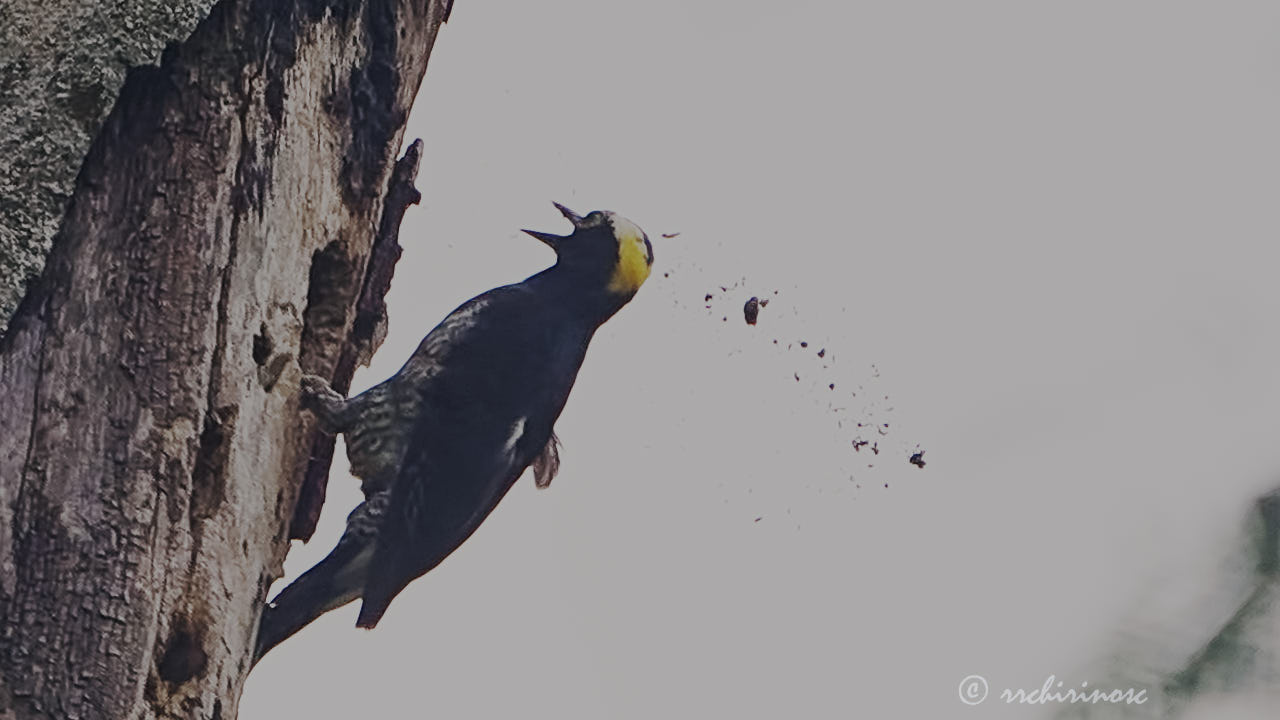 Yellow-tufted woodpecker